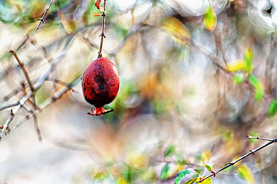 The Pomegranate