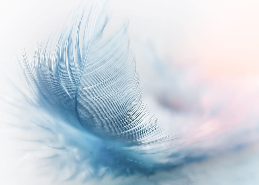 Feathers…