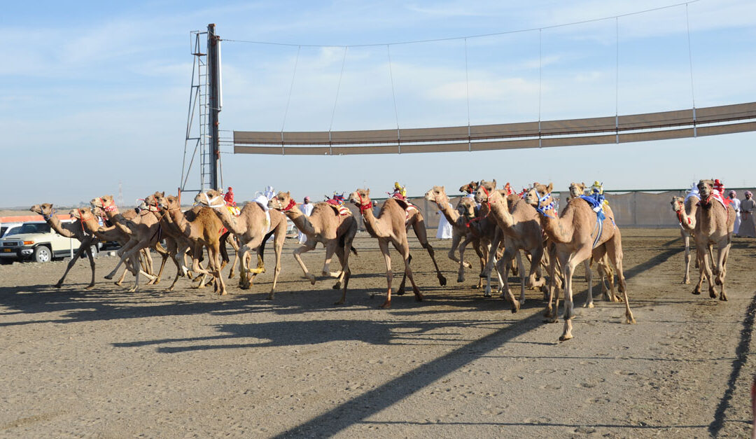 Annual camel races kicks off on September 22