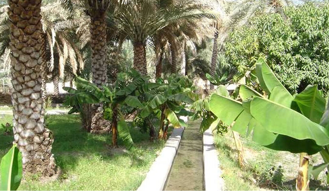 FAO Office lauds Oman’s efforts in reflecting importance of groundwater