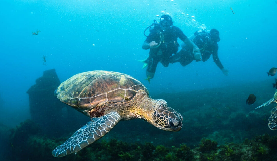 Dive into Brazil’s Marine Wildlife This New Year