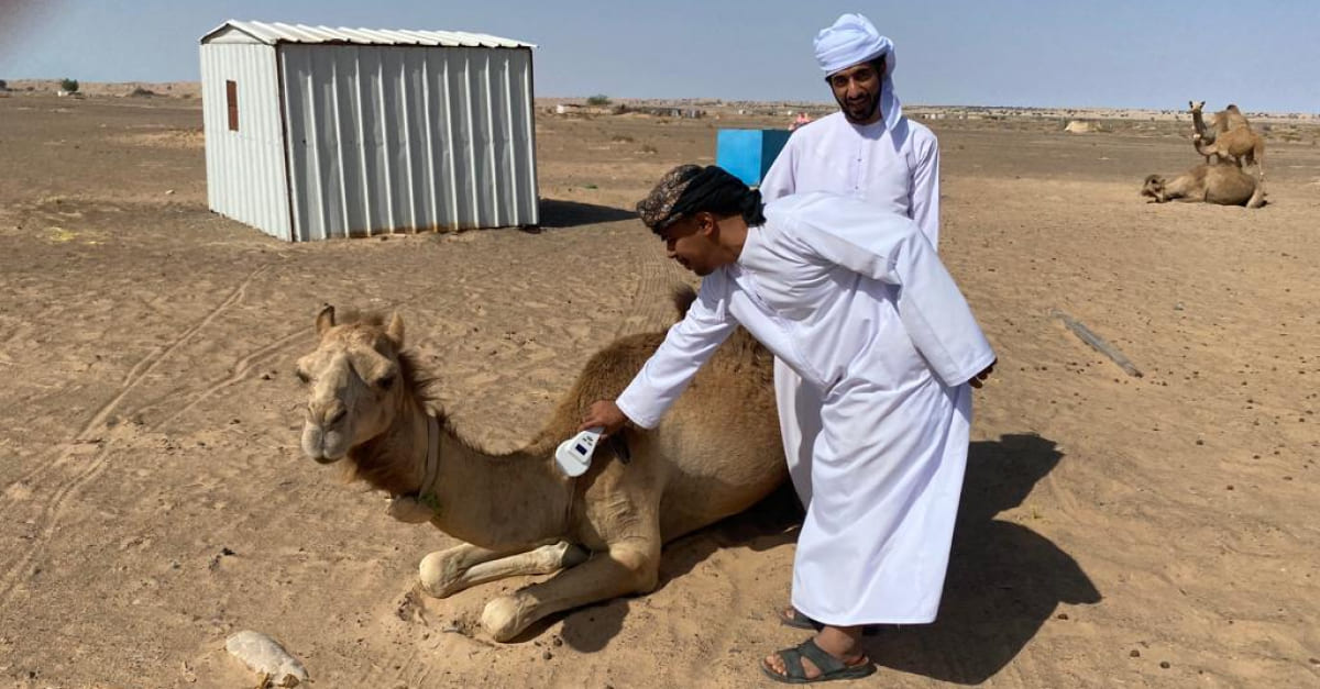 Omani camels numbering programme registers more than 55,000