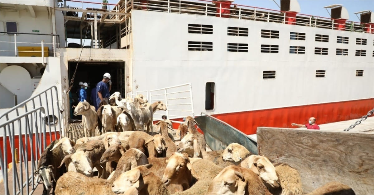 Over 217,000 heads of livestock to be imported to meet demand