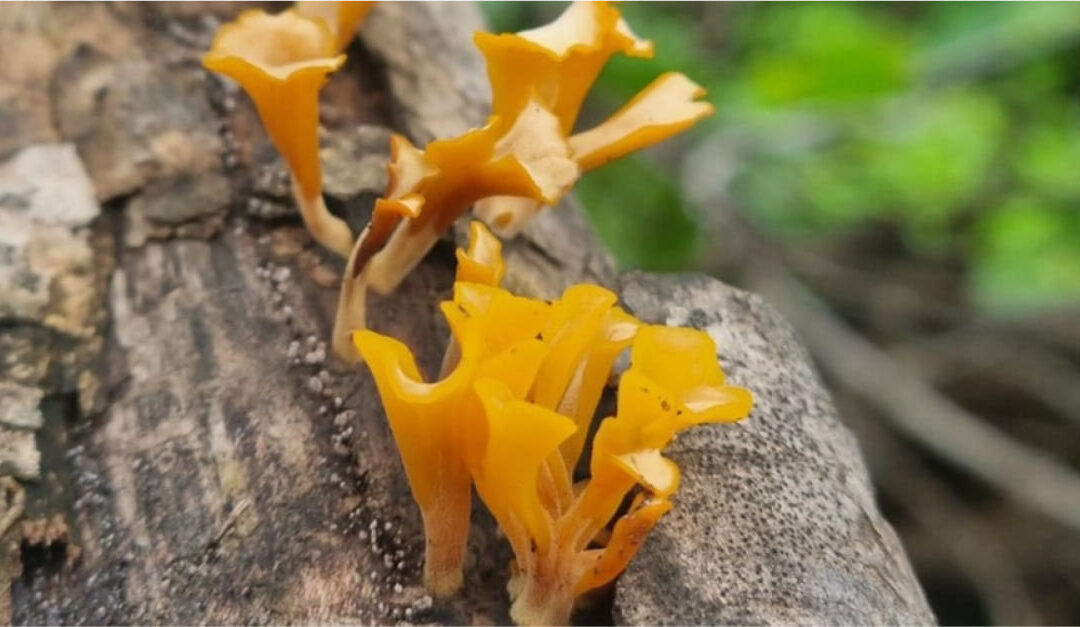 Rare fungi cultivation experiments begin in Dhofar Governorate