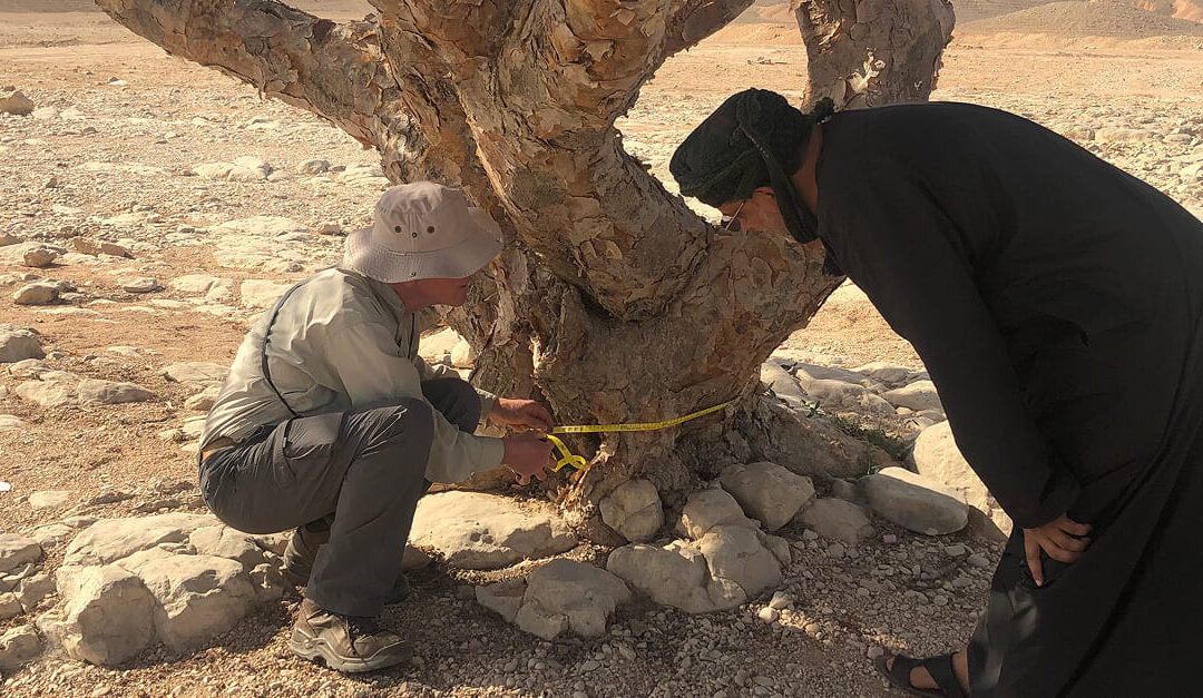 Study affirms resilience of Oman’s frankincense trees amid environmental challenges