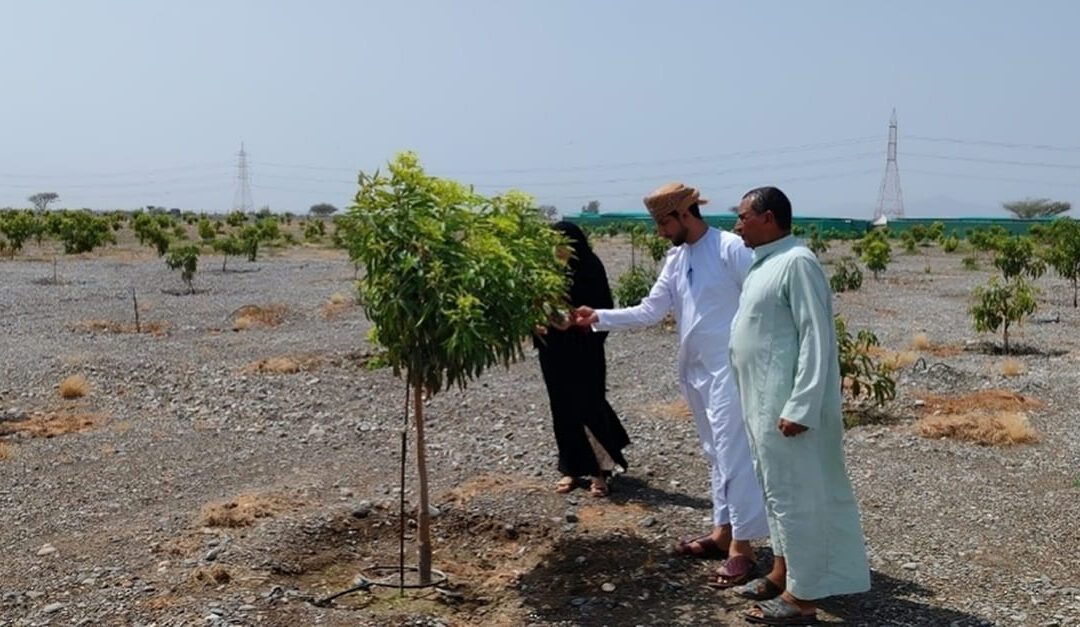 Mango projects in South Al Batinah bolster food security