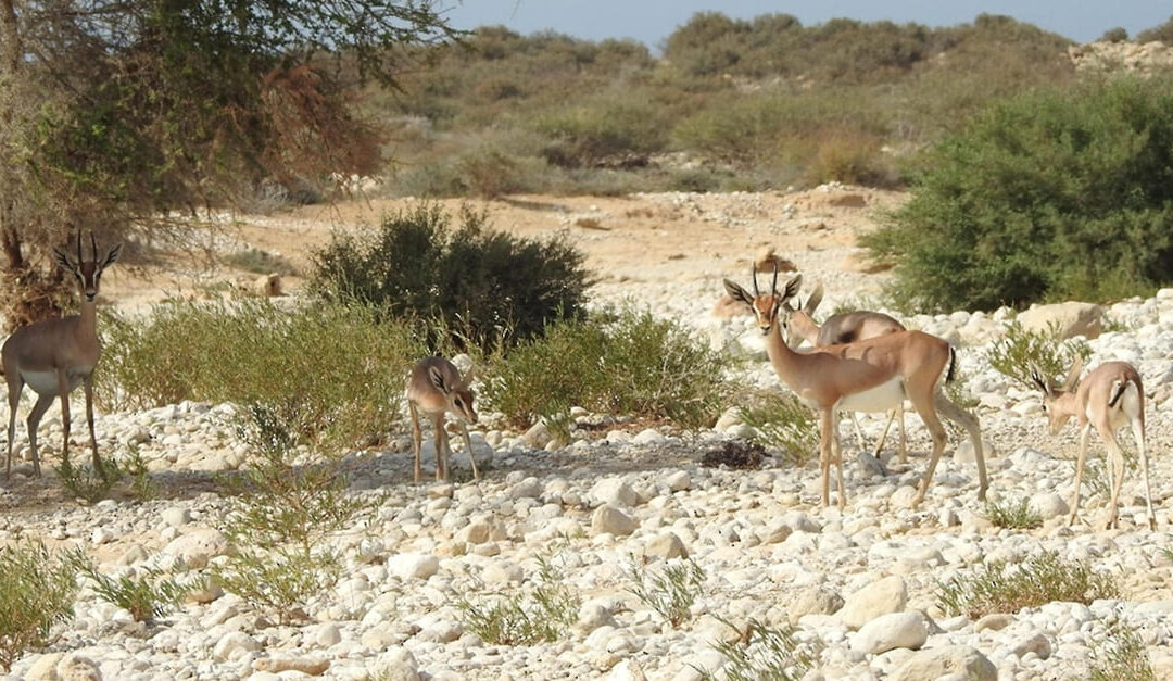 Oman elected as member of UNESCO International Council of MAB until 2029