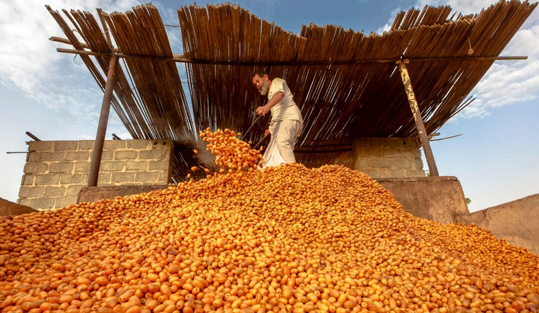 Agricultural sector projects enhance food security in North A’Sharqiyah