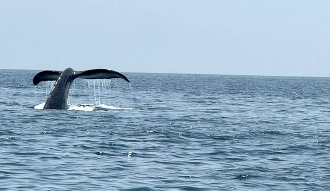 Humpback whales’ activity documented Northeast of Masirah Island
