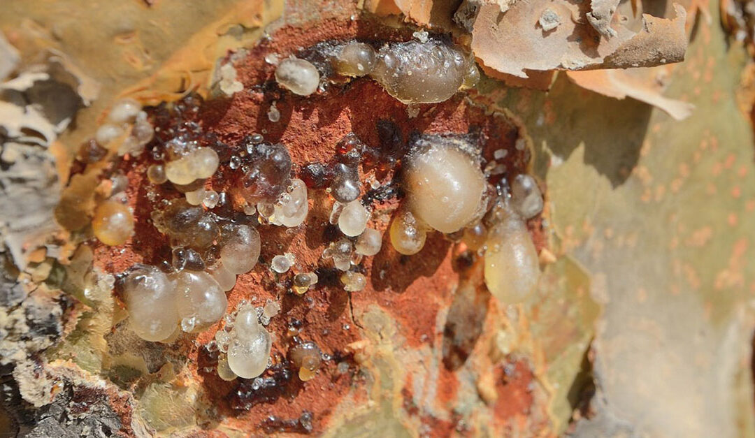 Omani Frankincense secures international geographical indication registration with WIPO