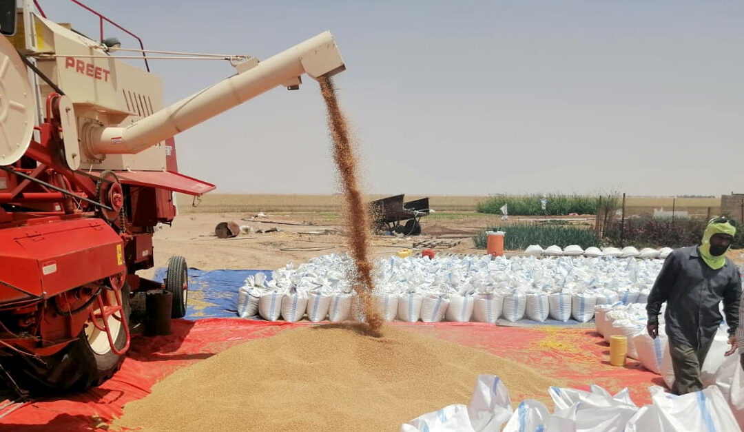 Wheat harvest begins in Al Najd province of Dhofar Governorate