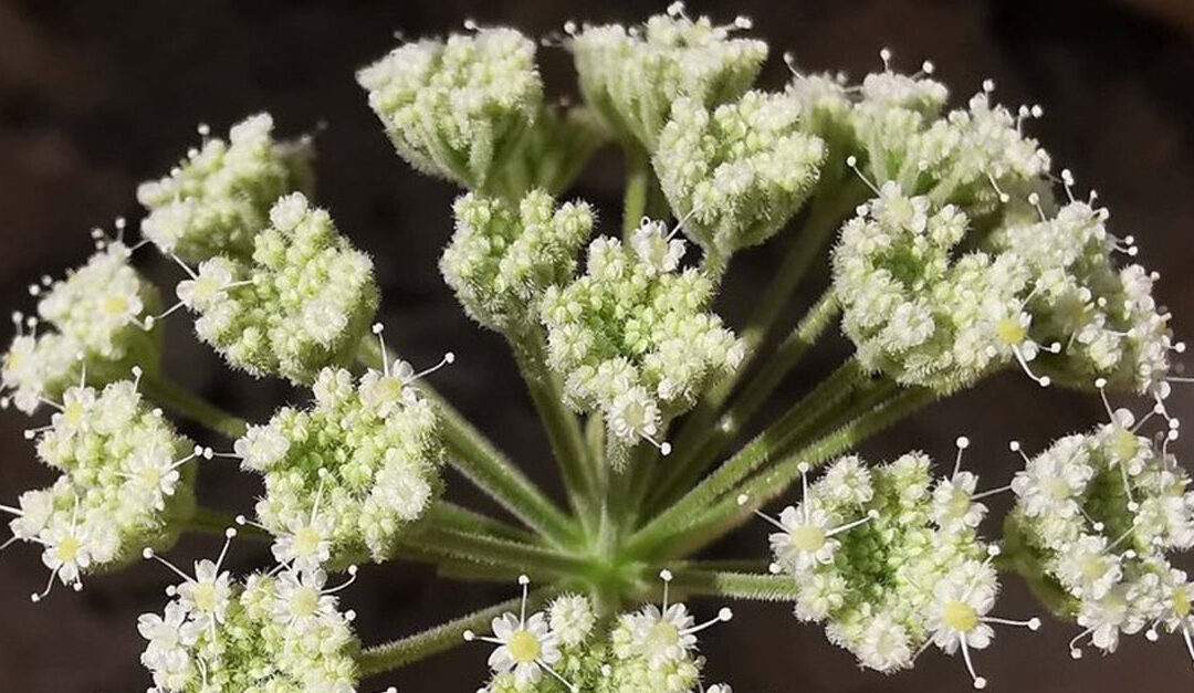 Sultan Qaboos University announces discovery of a new plant species