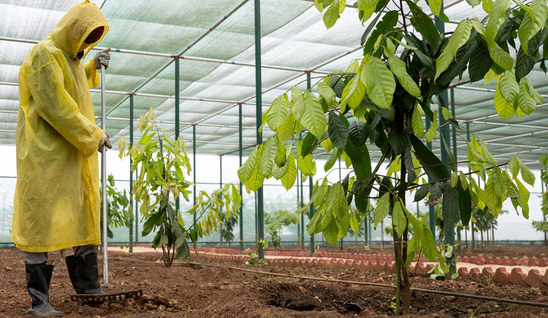 Qairoon Hairiti farm succeeds in cultivating cocoa in Dhofar Governorate